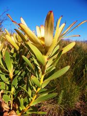 Leucadendron sessile