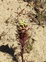Castilleja exserta latifolia