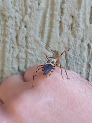 Armillatus