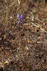 Cyanella hyacinthoides