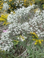 Eupatorium torreyanum