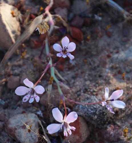 Lapeirousia fabricii