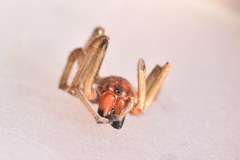 Cheiracanthium punctorium