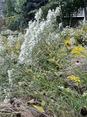 Eupatorium torreyanum