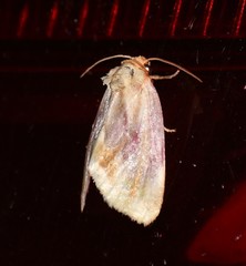Chamaeclea basiochrea