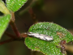 Shannonomyia