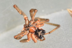 Cheiracanthium punctorium