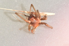 Cheiracanthium punctorium