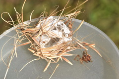Cheiracanthium punctorium