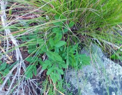Lichtensteinia interrupta