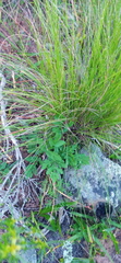 Lichtensteinia interrupta