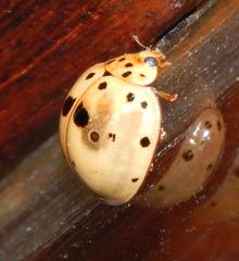 Harmonia vigintiduomaculata