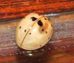 Harmonia vigintiduomaculata