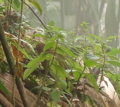 Grallaria saturata