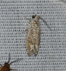 Eucosma argutipunctana