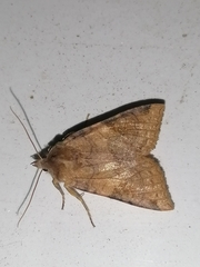 Vulpechola vulpecula