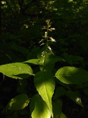 Circaea canadensis quadrisulcata