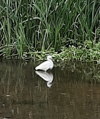 Egretta garzetta