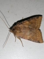 Vulpechola vulpecula