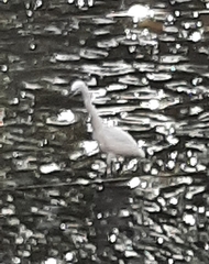 Egretta garzetta