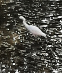 Egretta garzetta
