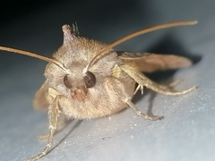 Vulpechola vulpecula