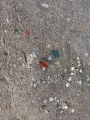 Pyrrhocoris apterus