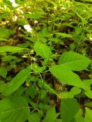 Circaea canadensis quadrisulcata