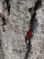 Pyrrhocoris apterus