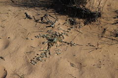 Vellereophyton