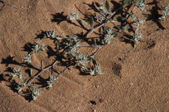 Vellereophyton