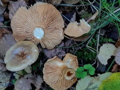 Lactarius pyrogalus