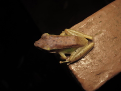 Chalcorana megalonesa