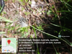 Amphipogon