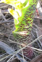 Lachenalia mutabilis