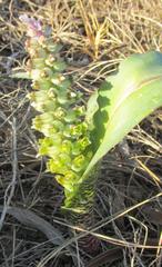 Lachenalia mutabilis
