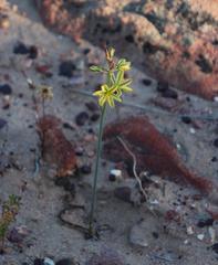 Albuca suaveolens