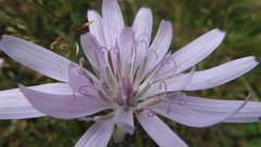 Scorzonera rosea