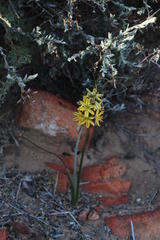 Albuca suaveolens