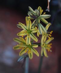 Albuca suaveolens