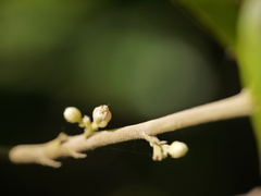 Dichapetalum gelonioides