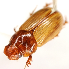 Xeropsamobeus scabriceps
