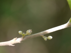 Dichapetalum gelonioides