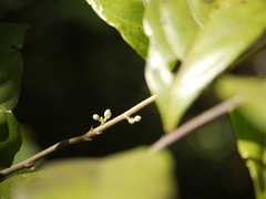 Dichapetalum gelonioides