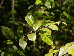 Dichapetalum gelonioides