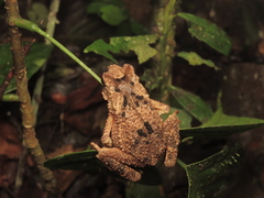 Ingerophrynus divergens