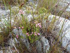 Erica tegulifolia