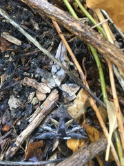 Melipotis perpendicularis