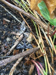 Melipotis perpendicularis