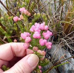 Erica tegulifolia